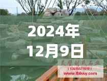 探秘凯里假山之旅,寻找内心平静与最新价格揭秘