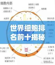 世界细胞排名前十揭秘,生命科学领域的奇迹之旅