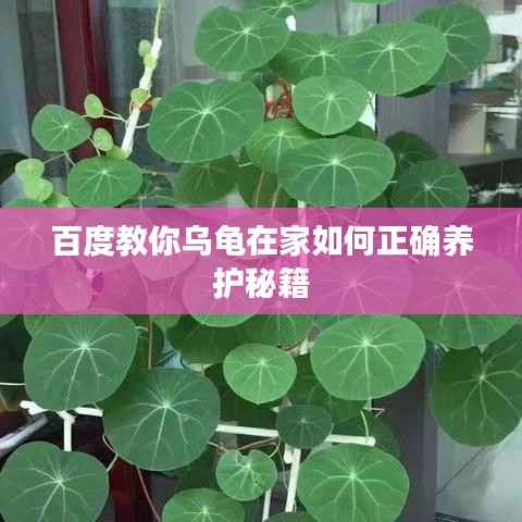 百度教你乌龟在家如何正确养护秘籍