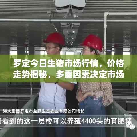 罗定今日生猪市场行情,价格走势揭秘,多重因素决定市场动向