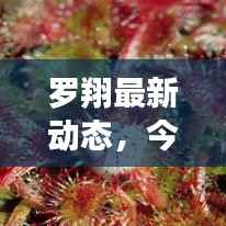 罗翔最新动态,今日最新消息一览