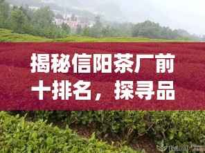 揭秘信阳茶厂前十排名,探寻品质茶叶源头之旅