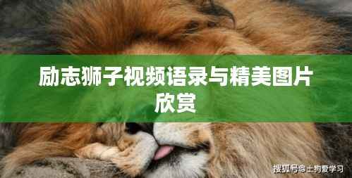 励志狮子视频语录与精美图片欣赏